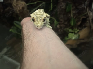 Kronengecko Männchen + Terrarium, Einrichtung, Beleuchtung