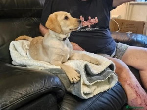 Herr Dearden Labrador Retriever