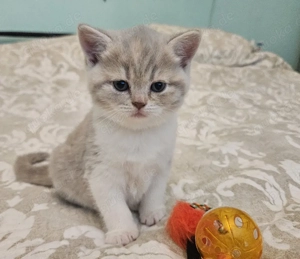 Verkaufe unserer süße kitten 