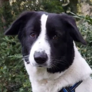  Sweety, geb. ca. 11 2021, lebt in einer Familie in 59423 Unna