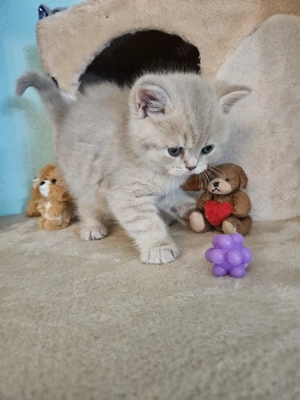 Verkaufe unserer süße kitten 