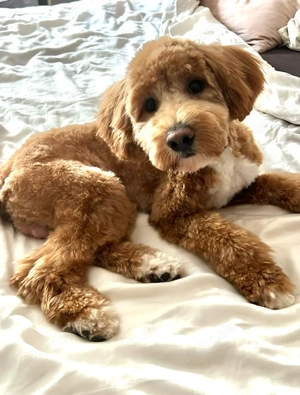 Maltipoo Deckrüde KEIN VERKAUF Bild 4