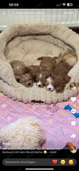 Maltipoo Deckrüde KEIN VERKAUF Bild 5