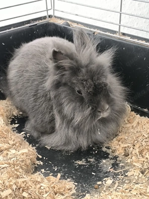 reinrassige löwenkopf t-zweckaninchen