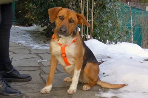 Fraeulein Mocca - 3 Jahre - Mix - Tierhilfe Franken e.V.  Bild 5