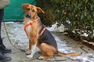 Fraeulein Mocca - 3 Jahre - Mix - Tierhilfe Franken e.V.  Bild 2