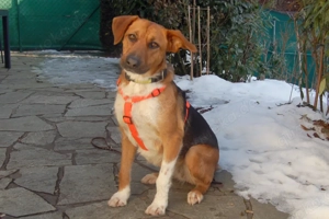 Fraeulein Mocca - 3 Jahre - Mix - Tierhilfe Franken e.V.  Bild 4