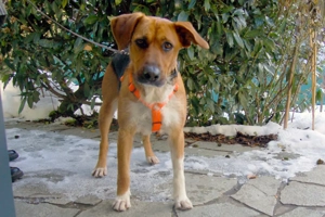 Fraeulein Mocca - 3 Jahre - Mix - Tierhilfe Franken e.V.  Bild 7