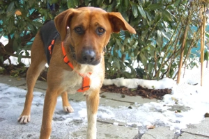 Fraeulein Mocca - 3 Jahre - Mix - Tierhilfe Franken e.V.  Bild 6