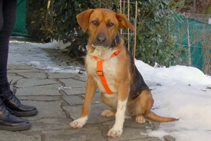 Fraeulein Mocca - 3 Jahre - Mix - Tierhilfe Franken e.V.  Bild 8