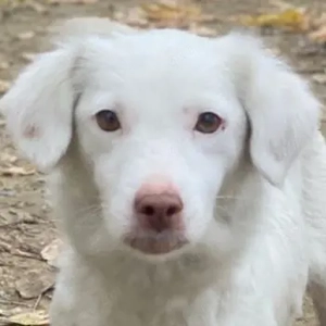 Holiday, geb. ca. 07 2024, lebt auf einer Pflegestelle in 24114 Kiel 