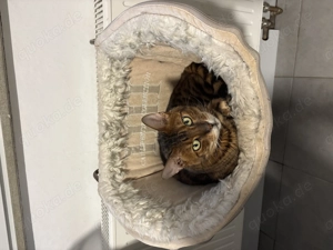 Bengalkater sucht neuen Wirkungskreis