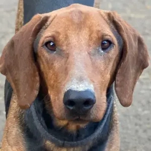 Abaluga, geb. ca. 01 2024, lebt in GRIECHENLAND, auf einer privaten Pflegestelle 