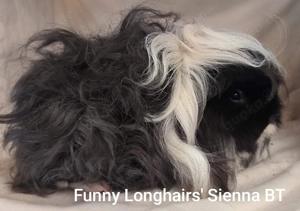 Meerschweinchen weiblich und Kastrat