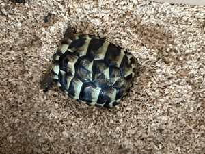 Griechische Landschildkröte