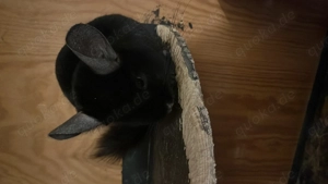4 Chinchilla zu verkaufen