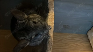 2 chinchilla Männchen 