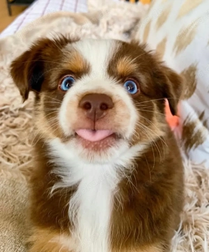 Australischer Schäferhundwelpe zur Adoption 