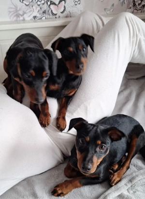 Reinrassige Zwergpinscherwelpen suchen Zuhause 
