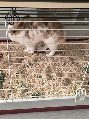 reinrassige löwenkopf Teddy Zwergkaninchen