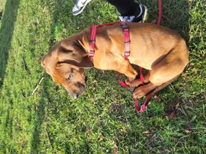 Rhodesian Ridgeback Welpe Hündin 