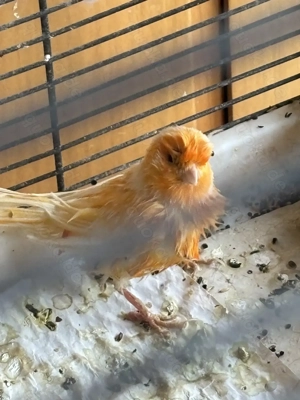 3 Kanarienvögel abzugeben: Raum Ludwigshafen