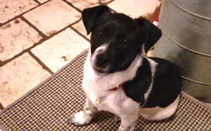 Süße Sharie sucht ihr Heimatkörbchen