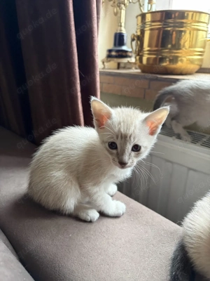 Vier kleine Herzensbrecher auf der Suche nach ihrem Zuhause