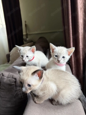 Vier kleine Herzensbrecher auf der Suche nach ihrem Zuhause