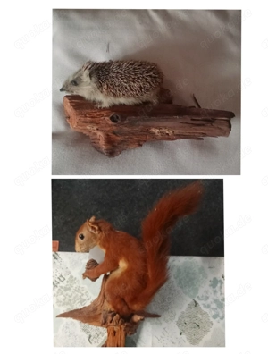 2 Tierpräparate aus Nachlass   Deko