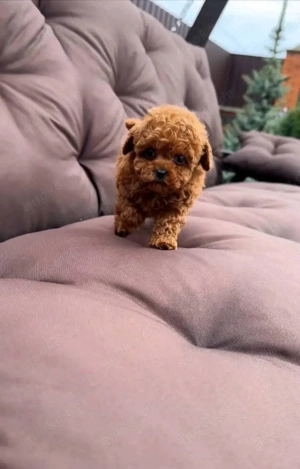 Pudelwelpen suchen ein neues Zuhause.