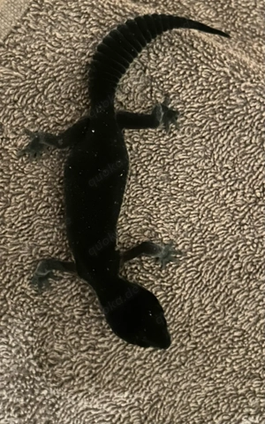 Wunderschöne Black Night Pure Leopardgeckodame von Juli 25.