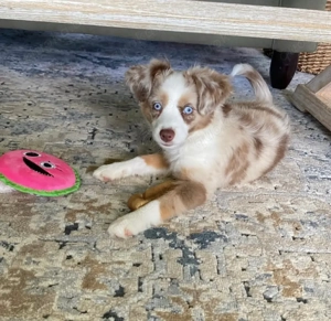  Australischer Schäferhundwelpe sucht neues Zuhause