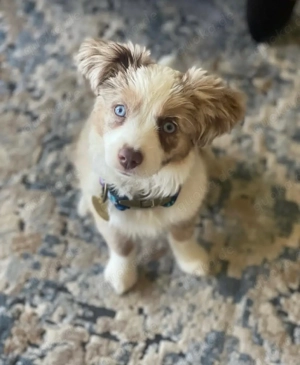 Blauer Marley-Aussie-Welpe sucht Adoption  