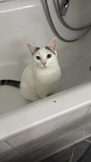 Suche Kitten als Gefährtin