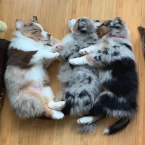 Australische Schäferhundwelpen suchen ein neues Zuhause.