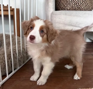 Australischer Welpe sucht Adoption 