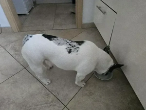 Französische Bulldogge 