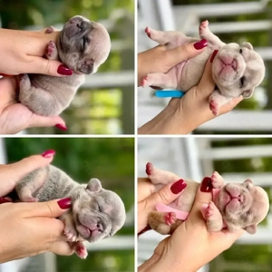 r Französische Bulldoggenwelpen 