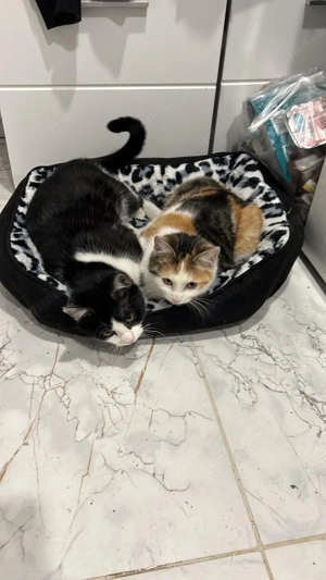 Katzenbabys zu verschenken