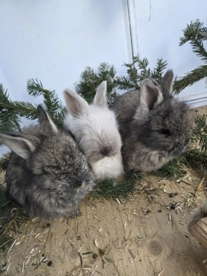 Angora Kaninchen