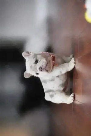 Französische Bulldoggenwelpen 