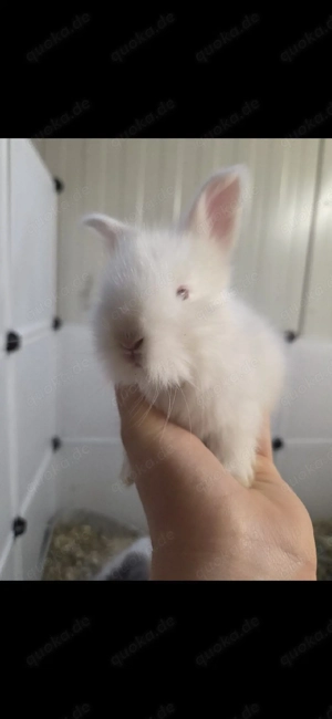 Angora Baby