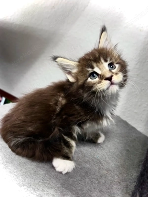 3 von 8 Maine Conn Kitten suchen bald ein liebevolles zuhause 