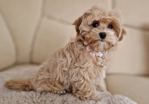   Maltipoo KOREAN TYPE (Baby Face)  