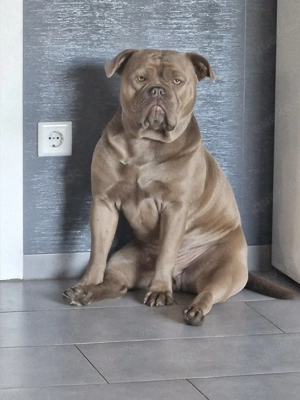 OEB English Bulldog Rüde Bild 2