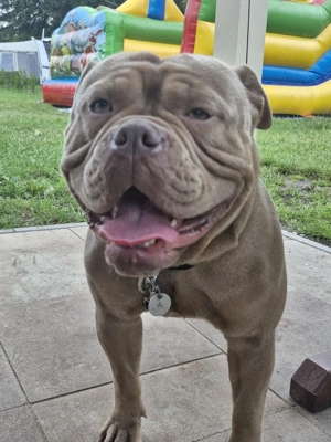 OEB English Bulldog Rüde Bild 3