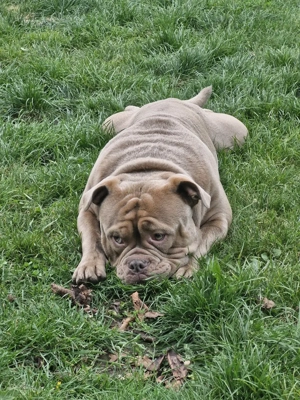OEB English Bulldog Rüde Bild 5