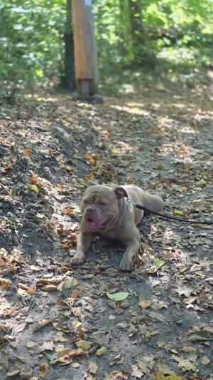 OEB English Bulldog Rüde Bild 4