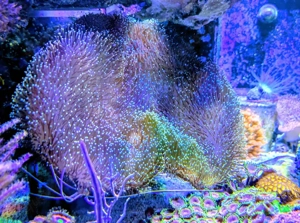 Pilzlederkoralle ca. 20cm Koralle